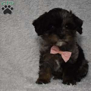 Riley, Forever Puppy